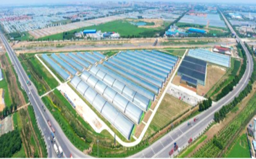 中國500強(qiáng)建設(shè)銀行蔬菜小鎮(zhèn)、番茄小鎮(zhèn)